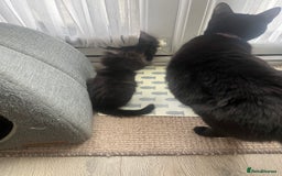 Mixed Breed cats for sale: 2 Black Fluffy Kittens (15wk old brothers) - Image 30