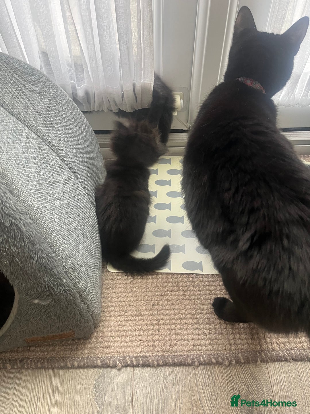 Mixed Breed cats for sale: 2 Black Fluffy Kittens (15wk old brothers) - Image 30
