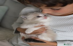 Ragdoll cats for sale: Best Ragdoll Bicolour and Lynx kittens in UK - Image 35