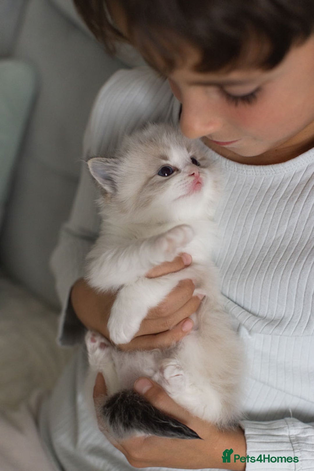 Ragdoll cats for sale: Best Ragdoll Bicolour and Lynx kittens in UK - Image 35
