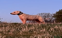 Soft Coated Wheaten Terrier dogs for sale: Irish Wheaton terrier  - Image 10
