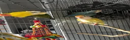 Mixed Breed birds for sale: Female budgies, Love birds and diamond dove in Scunthorpe - Advert 10