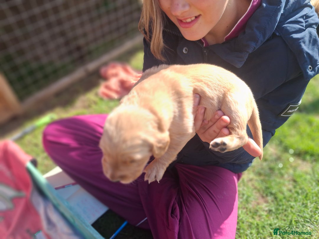 Golden Retriever dogs for sale: Working golden retriever puppies  - Image 28