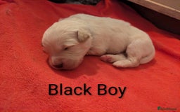 Mixed Breed dogs for sale: Golden Shepherd puppies  - Image 15