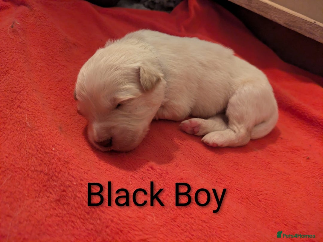 Mixed Breed dogs for sale: Golden Shepherd puppies  - Image 15