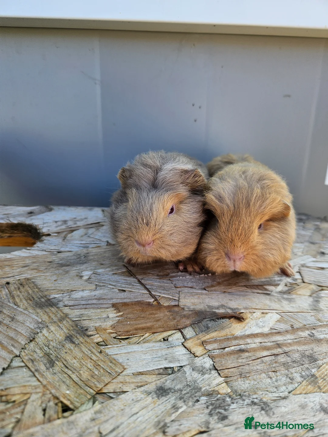 Guinea Pig rodents for sale: 2 swiss baby boars available - Advert 2