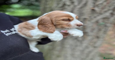 Cocker Spaniel dogs - Advert 1