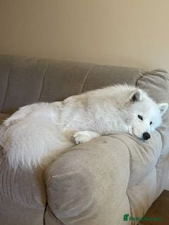 Samoyed dogs 12 month old Samoyed (male) needs urgent rehoming - Advert 1