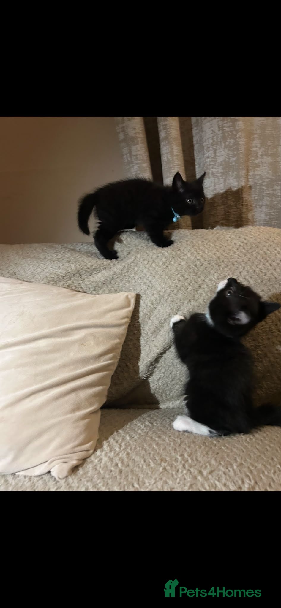 British Shorthair cats Beautiful British short hair cross kittens - Advert 2