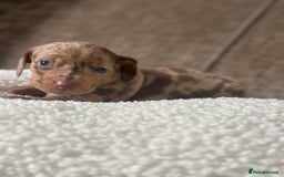 Dachshund dogs for sale: 🌭🌭🌭🌭🌭🌭🌭little dachshunds🌭🌭🌭🌭🌭  - Image 20