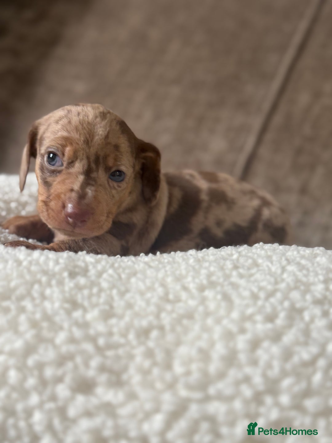 Dachshund dogs for sale: 🌭🌭🌭🌭🌭🌭🌭little dachshunds🌭🌭🌭🌭🌭  - Image 20