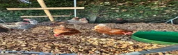Chickens poultry for sale: 5 hybrid hens for sale  - Advert 5