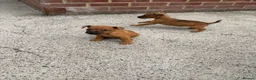 Lakeland Terrier dogs for sale: Lakeland terriers READY NOW - Advert 12