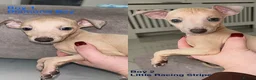 Italian Greyhound dogs for sale: *2 Boys Ready to leave now* KC Italian Greyhound - Advert 1