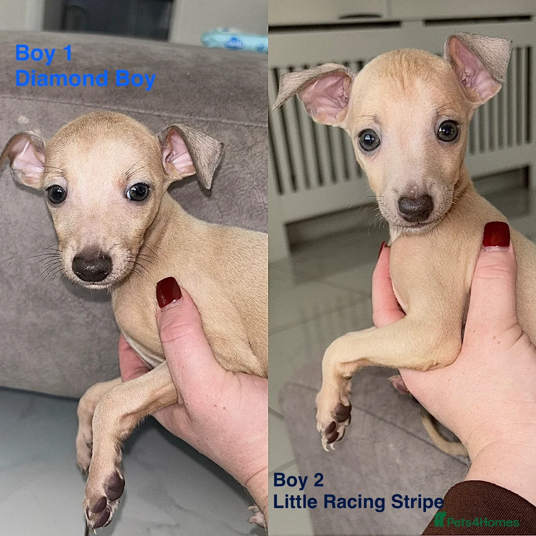 Italian Greyhound dogs for sale: *2 Boys Ready to leave now* KC Italian Greyhound - Advert 1