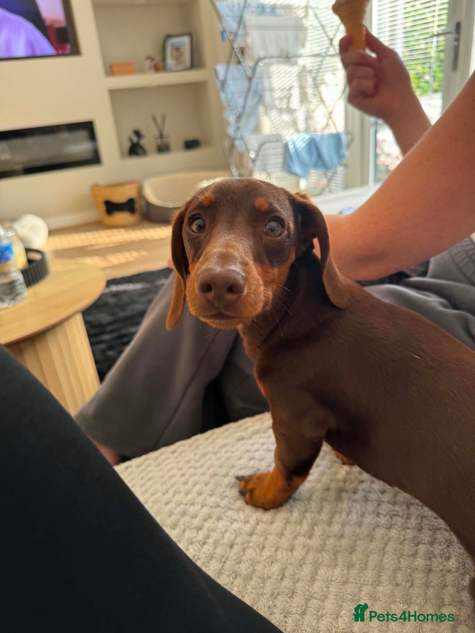 Miniature Dachshund dogs Crumble  - Advert 2