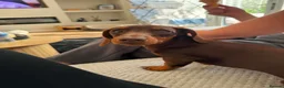 Miniature Dachshund dogs for sale: Crumble  - Advert 1