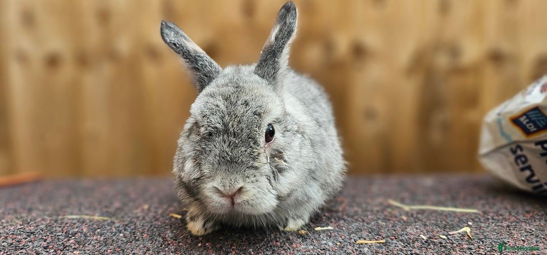 Dutch rabbits for sale: 2 Dutch & 2 Mini Lops  - Image 4