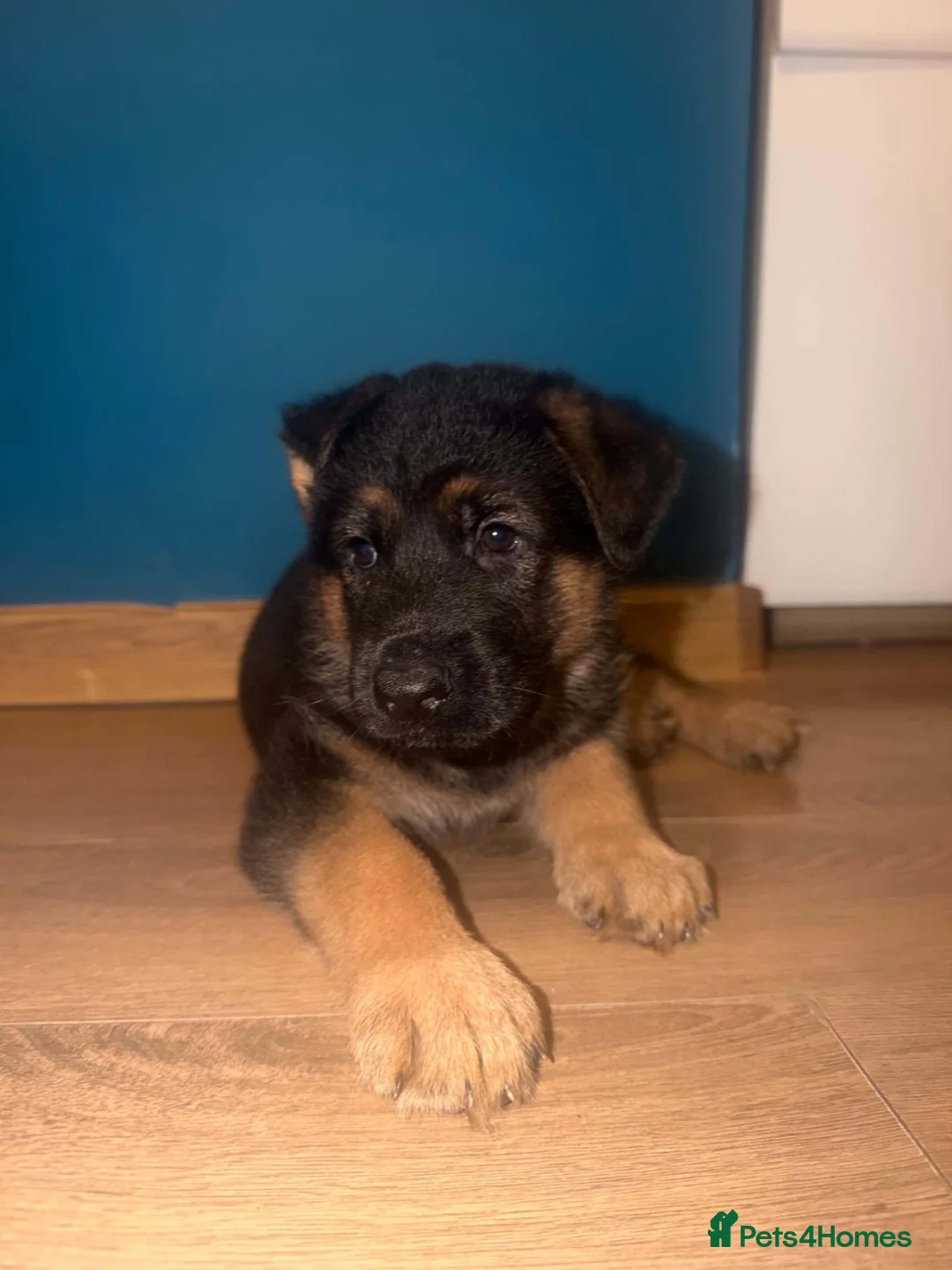 German Shepherd dogs for sale: German Shepherd Male Puppy – Excellent Temperament - Advert 10