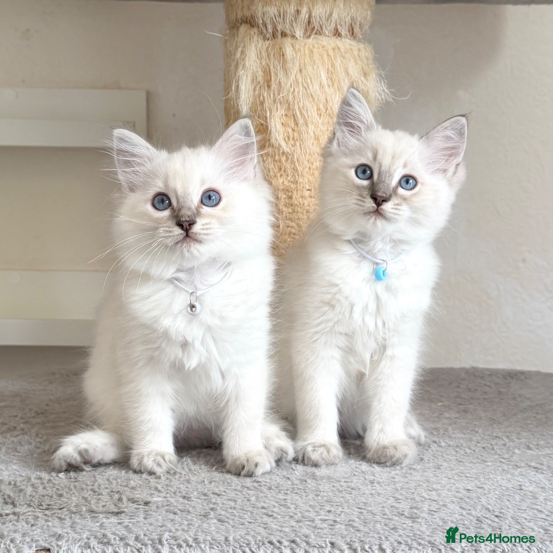 Ragdoll cats 1 Boy & 1 Girl Left - TICA Registered - Advert 2