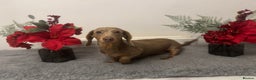 Miniature Dachshund dogs for stud: Flynn ready for stud services - Advert 6