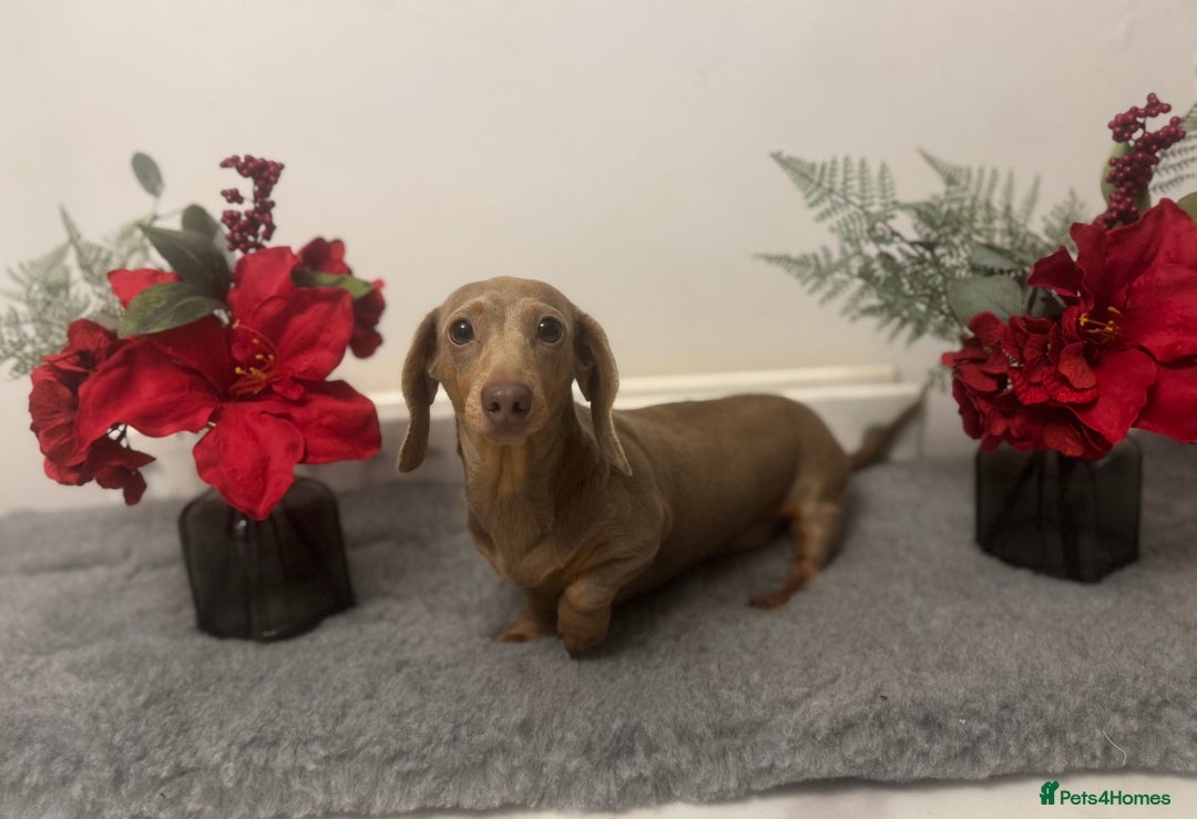 Miniature Dachshund dogs for stud: Flynn ready for stud services - Advert 6