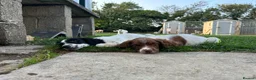 English Springer Spaniel dogs for sale: KC registered springer spaniel boys  - Advert 4