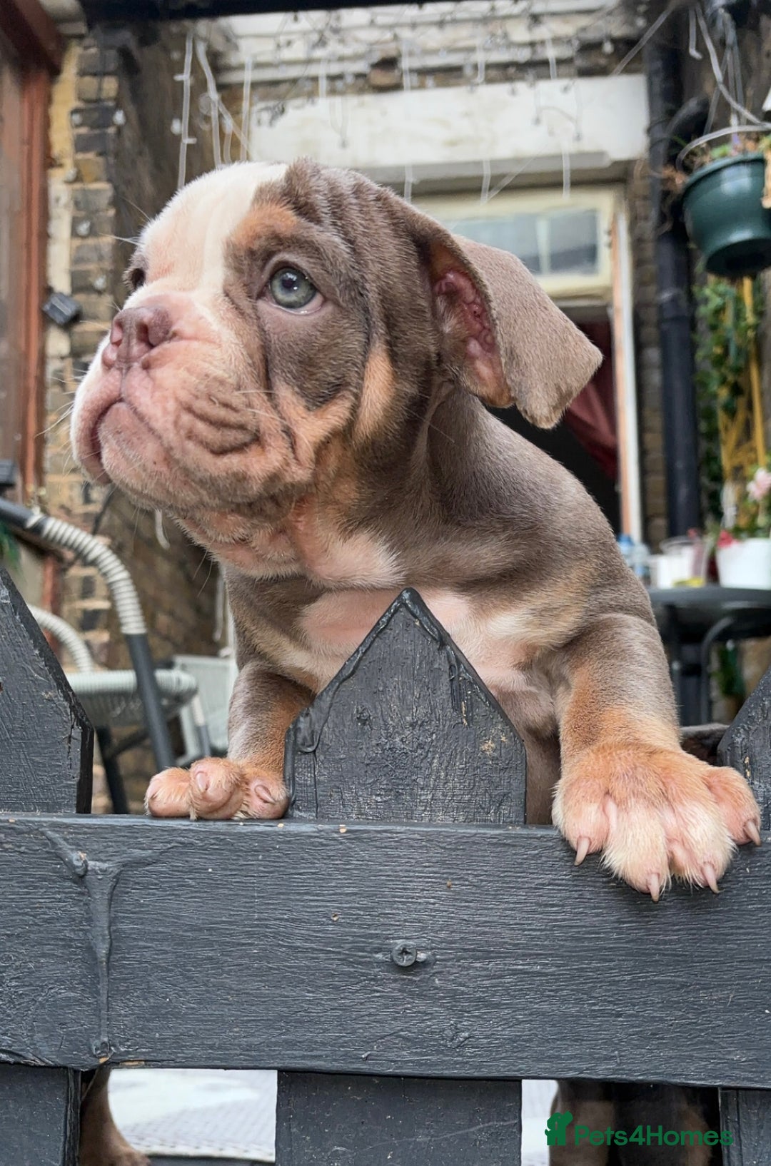 Olde English Bulldogge dogs for sale: Olde English bulldogs puppies READY to leave - Image 4
