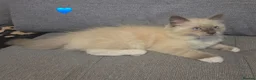 Ragdoll cats for sale: 🐾 Ragdoll Kittens Ready now !  - Advert 22