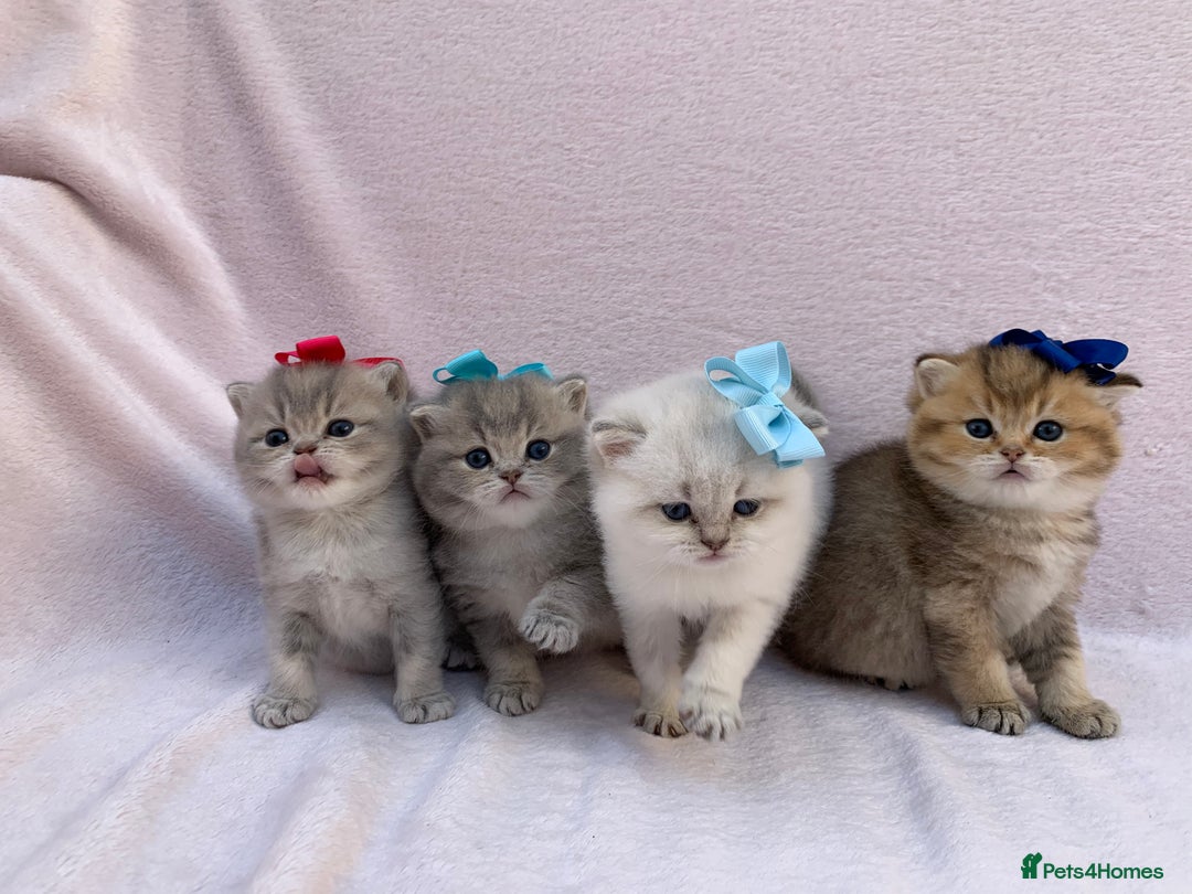 British Shorthair cats for sale: 💕Pedigree GCCF blue golden British shorthair - Image 9