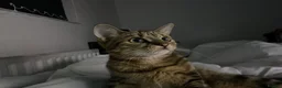 Bengal cats for sale:  female cat 18 months old - Advert 6