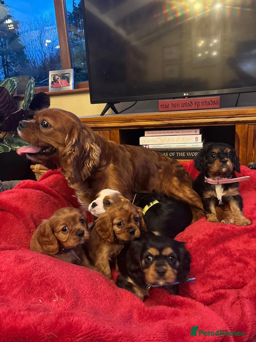 Cavalier King Charles Spaniel dogs for sale: DNA tested Cavalier king charles puppies in Pencader - Advert 2