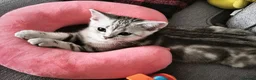 Scottish Fold cats for sale: Last Scottish Straight Silver Tabby Boy Available - Advert 4