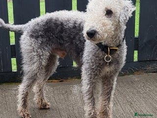 Bedlington Terrier dogs - Advert 4