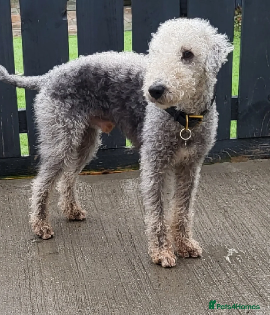 Bedlington Terrier dogs for stud: Bedlington terrier for stud  - Advert 2