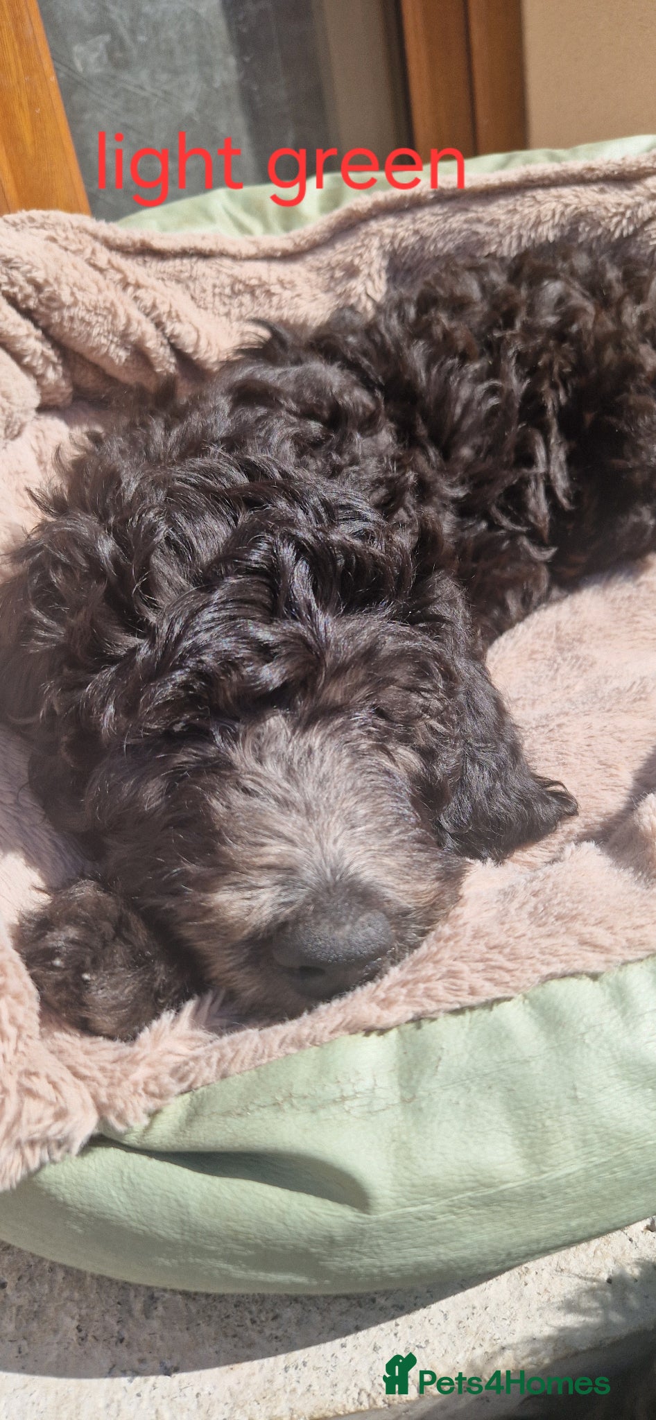 Goldendoodle dogs F1B Rare black standard Goldendoodle North Wales  - Advert 2