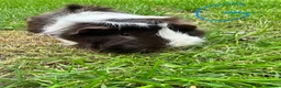 Guinea Pig rodents for sale: Guinea Pigs For Sale  - Advert 4