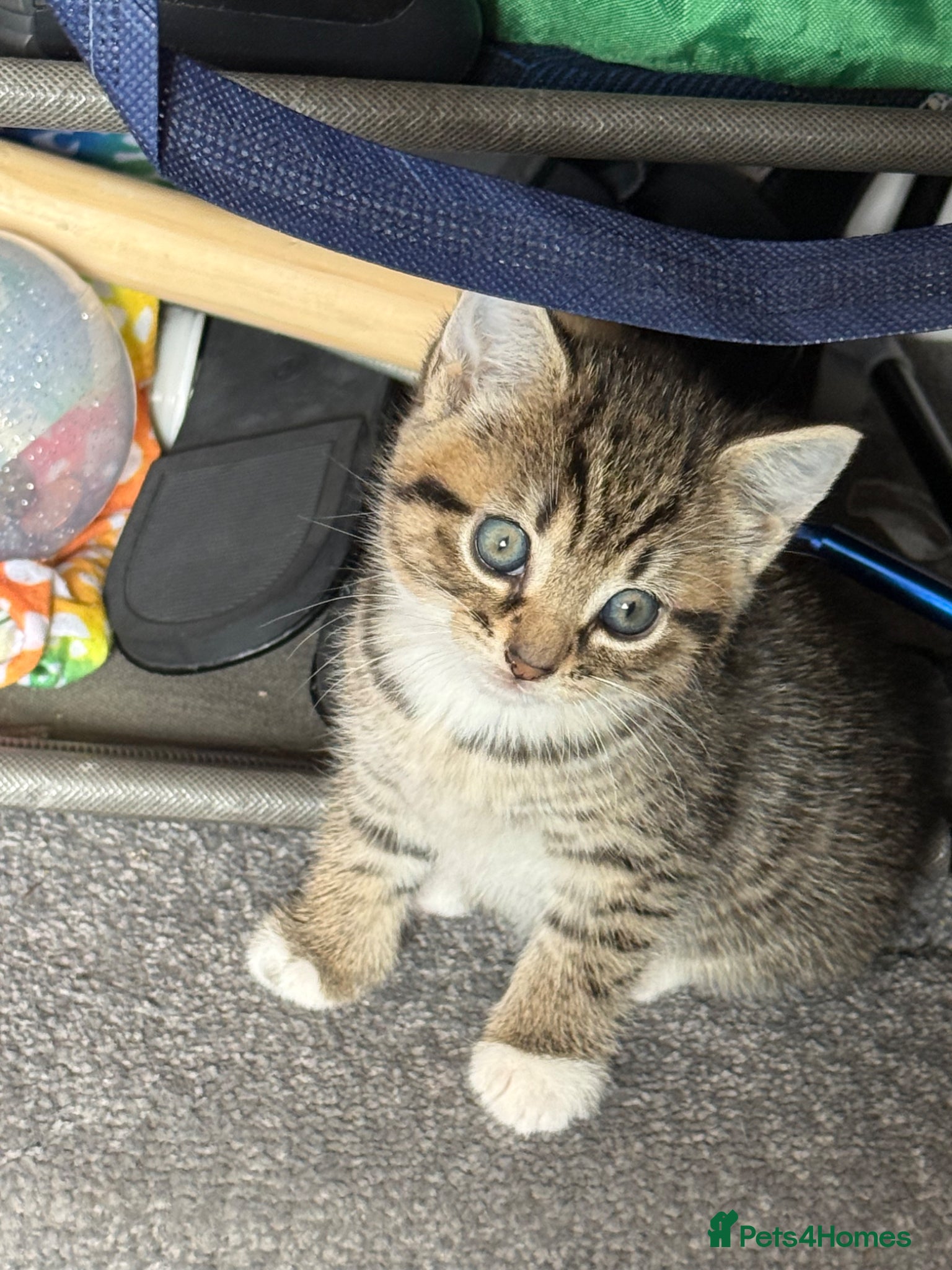 Mixed Breed cats for sale: Two beautiful female tabby kitten  - Advert 7