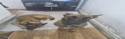 Belgian Shepherd Dog dogs for sale: Belgian malinois puppy's  - Advert 2