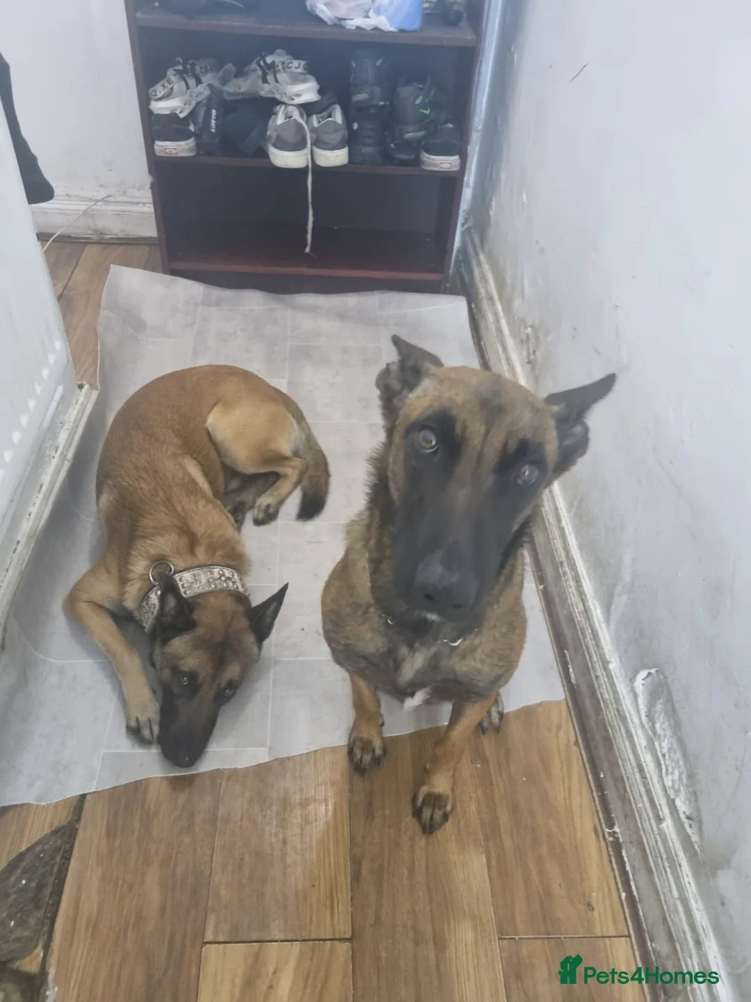 Belgian Shepherd Dog dogs for sale: Belgian malinois puppy's  - Advert 2