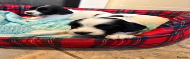 English Springer Spaniel 2