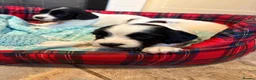 English Springer Spaniel dogs for sale: 3 springer spaniel dogs for sale  - Advert 5