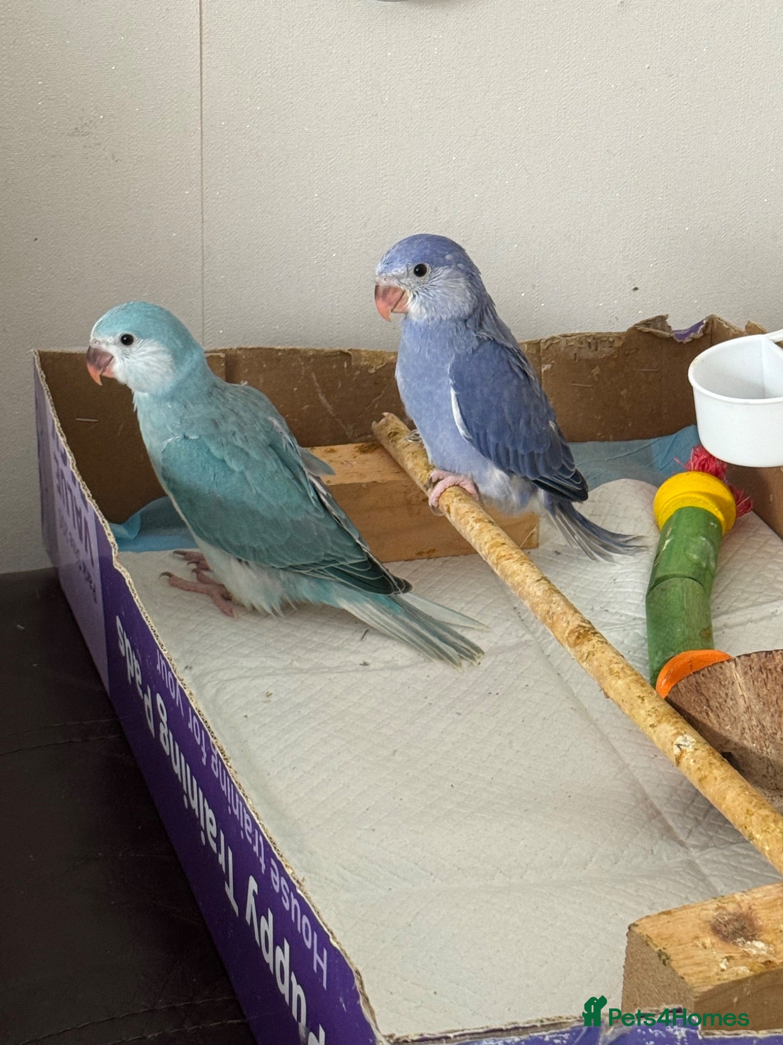 Ringnecks birds  Ringneck Babies Violet & Blue Cleartail - Advert 6