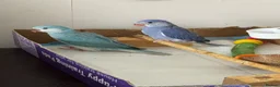 Ringnecks birds for sale:  Ringneck Babies Violet & Blue Cleartail - Advert 1