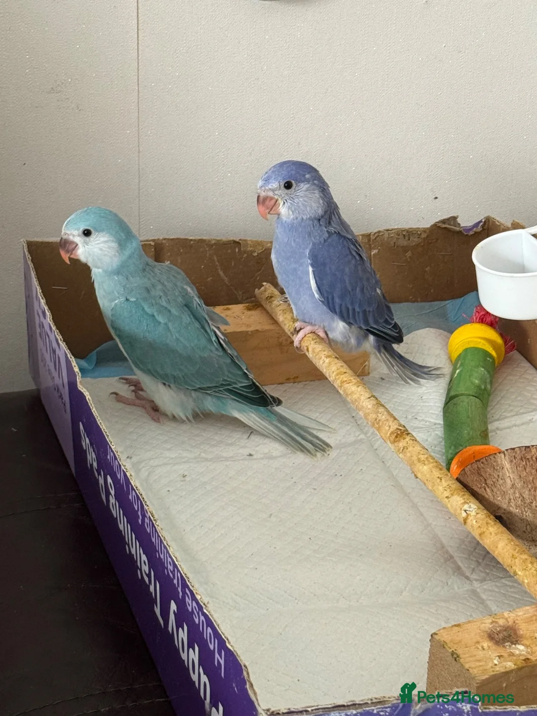 Ringnecks birds for sale:  Ringneck Babies Violet & Blue Cleartail - Advert 1