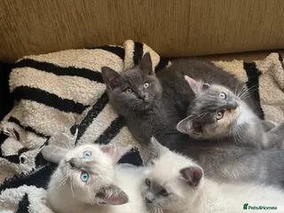 Ragdoll cats Ragdoll /Scotish straight kittens - Advert 18