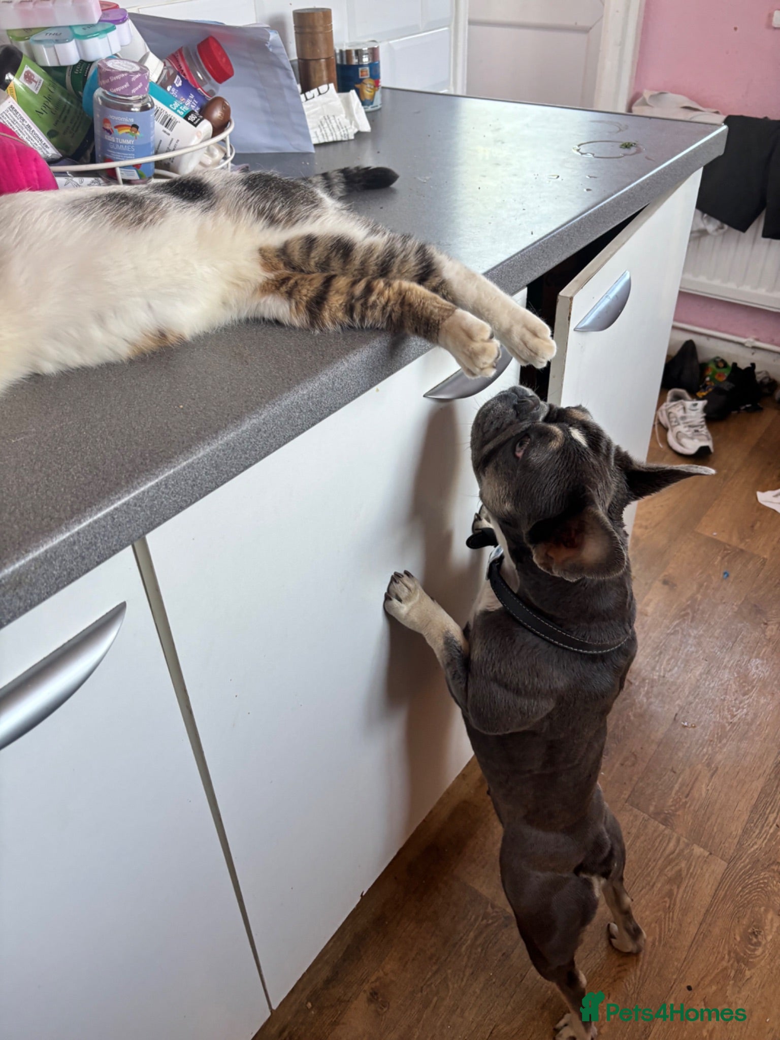 French Bulldog dogs Willow - Advert 1