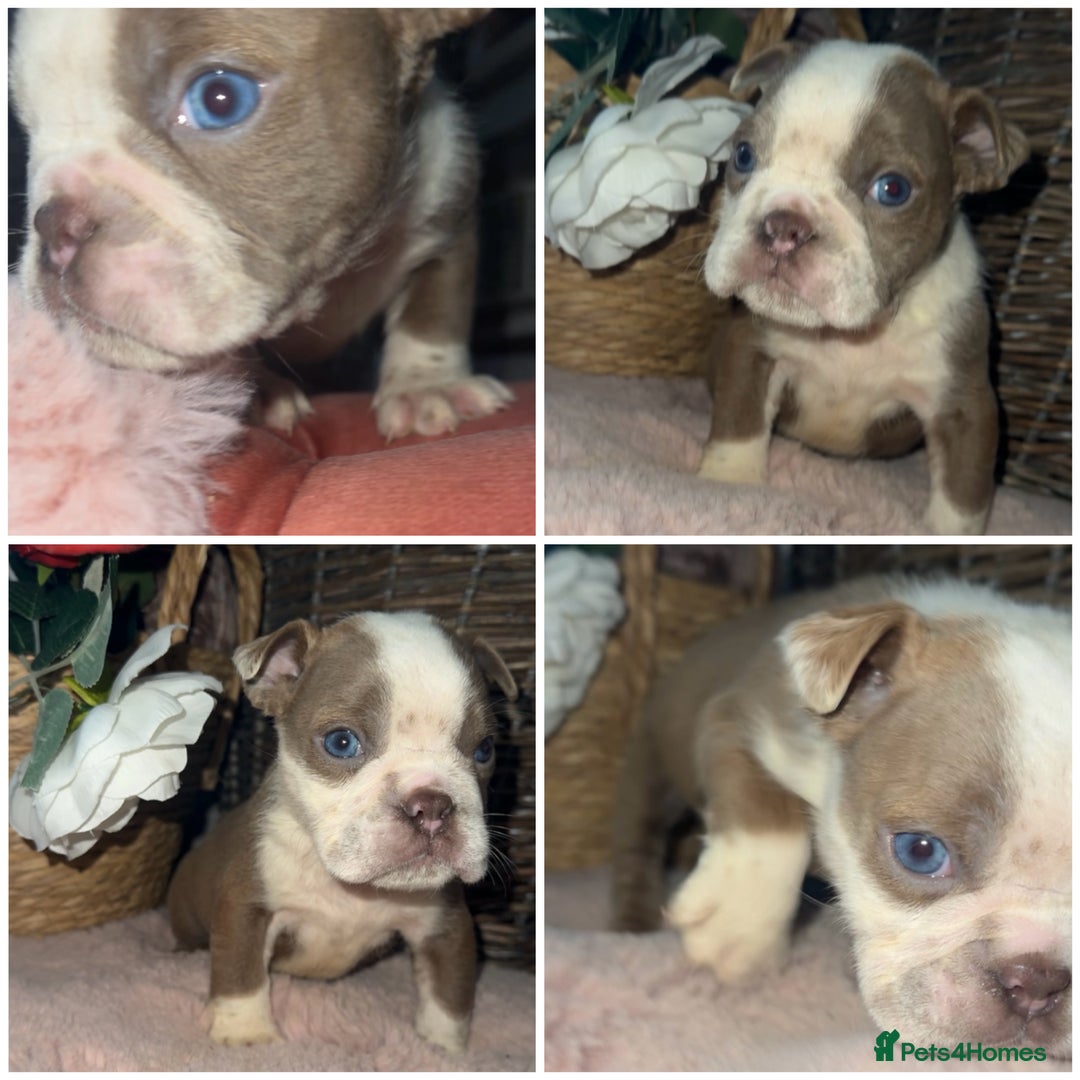 Olde English Bulldogge dogs for sale: Beautiful Olde English bulldog  - Advert 8