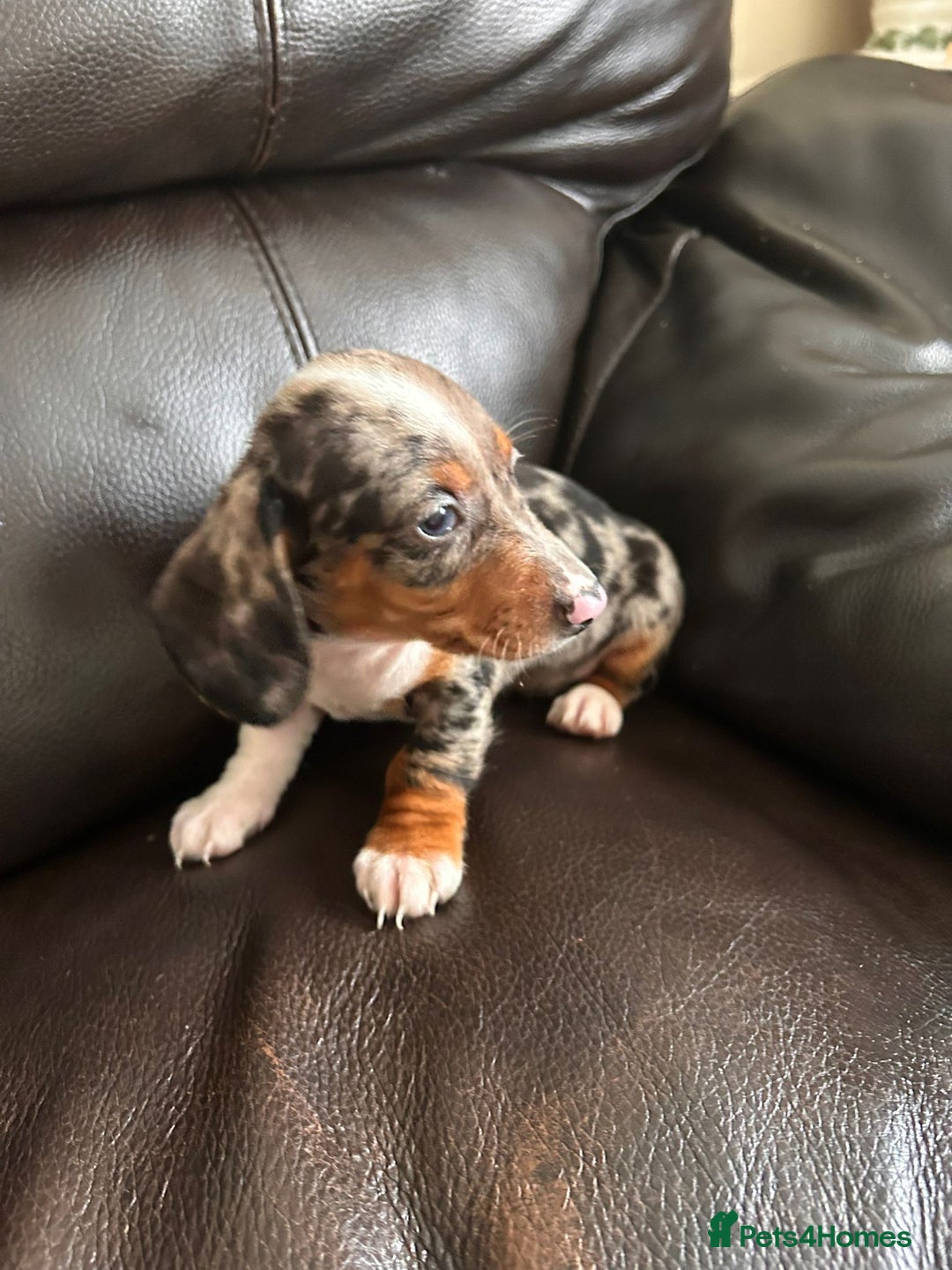 Miniature Dachshund dogs for sale: Dachshund puppies boys and girls ready now - Image 6