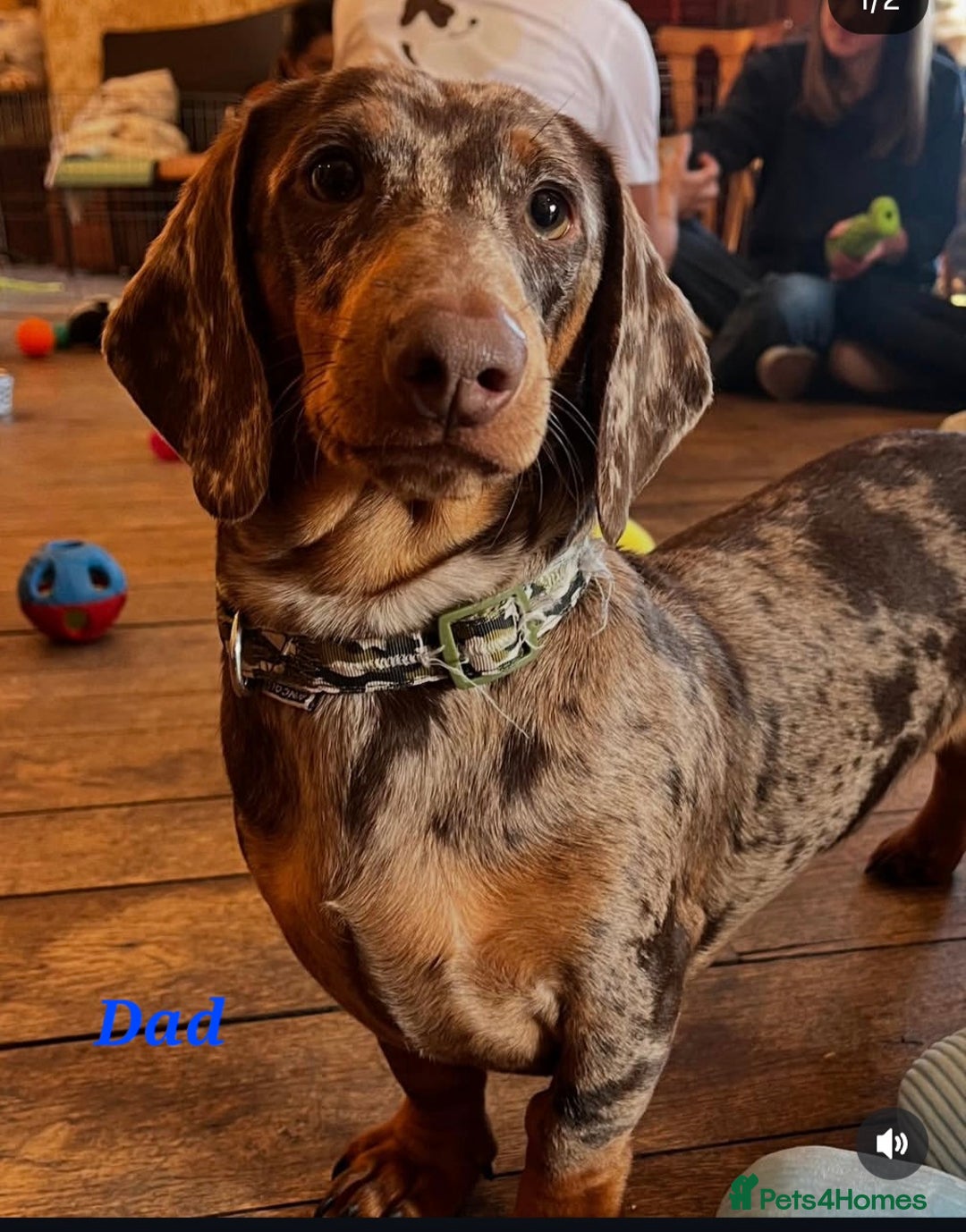 Dachshund dogs for sale: Beautiful kc Standard Dachshund Puppies  - Advert 7